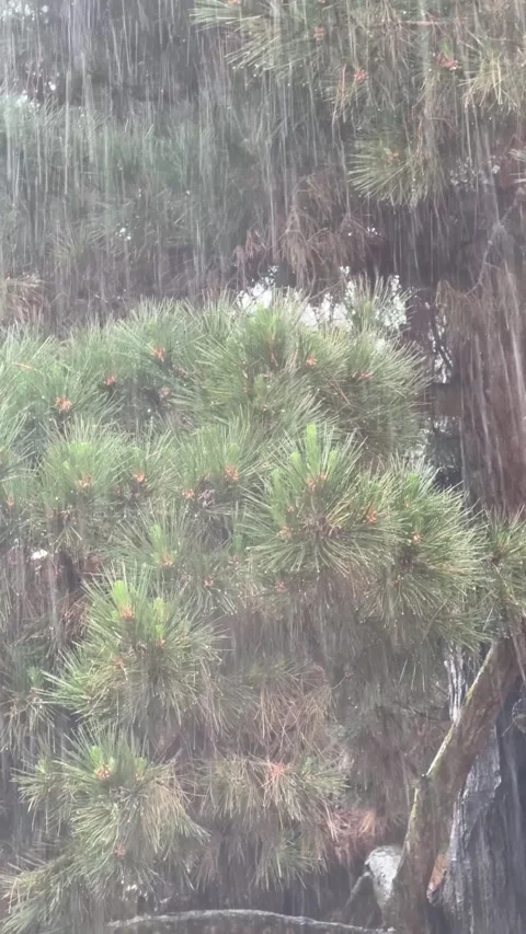 Green Pine Tree Under Rain in Nature Scene Vidéo 317723300