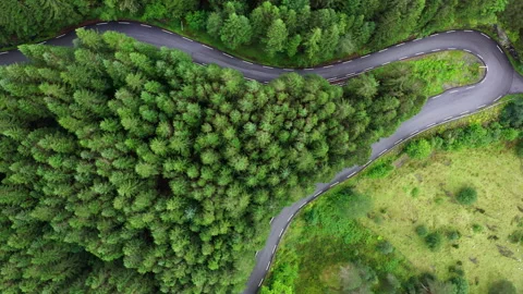 Green pine trees aerial top drone view with curved asphalt empty road. Traveling Stock Footage 329810019