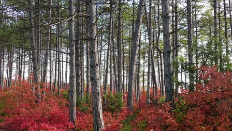  Green pine trees and red deciduous bushes Stock Footage 81205542