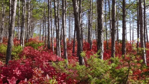   Green pine trees and red deciduous bushes Stock Footage 81205775