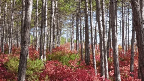 Green pine trees and red deciduous bushes Video stock 81205916