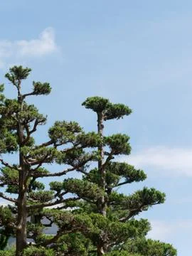 Green Pine Trees on background of blue sky Foto stock