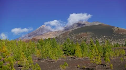 Green pine trees below Teide and Viejo summits Stock Photos