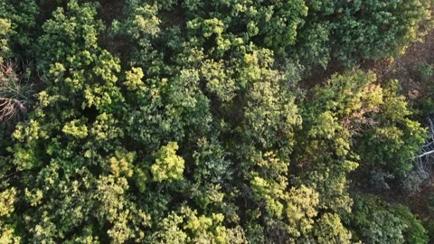 Green pine trees on a bright sunny day from a bird's eye view 스톡 동영상 144622872