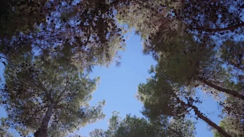 Green pine trees on clear blue sky background in natural park, bottom view shot Stock Footage 163357134