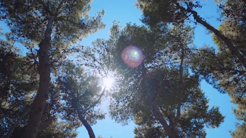 Green pine trees on clear blue sky background in natural park, sun rays concept Stock Footage 163909815
