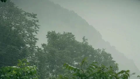 Green Pine Trees Covered With Fogs Under White Sky during Daytime Stock Footage 275646342