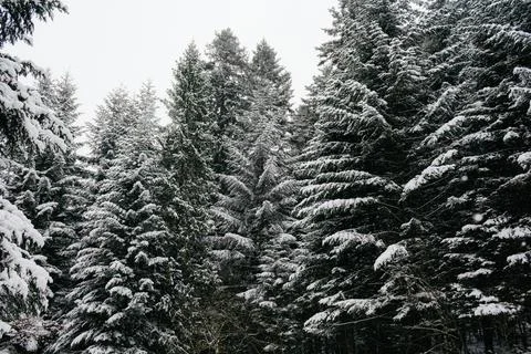 Green pine trees covered in heavy snow with blue sky during the day in winter. Stock Photos