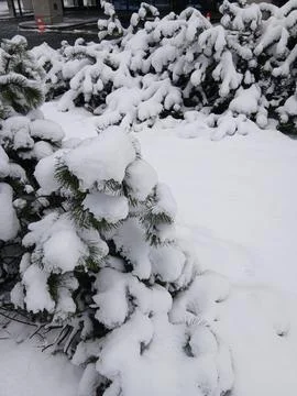 Green pine trees covered in thick winter snow Stock Photos