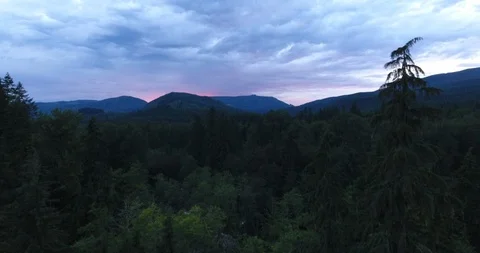 Green pine trees in dense mountain forest during sunset Stock Footage 105409150