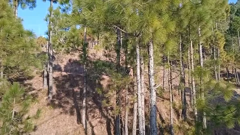 Green pine trees Video stock 147913622