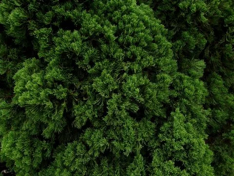 Green pine trees forest and branches textured background top view Stock Photos