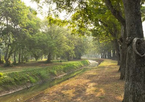Green pine trees in forest environment, landscape, foliage, outdoors, nature Stock Photos