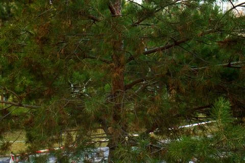 Green pine trees in the forest Photos