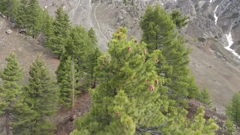 Green pine trees full of brown cones on steep rocky mountain slope Stock Footage 346302460