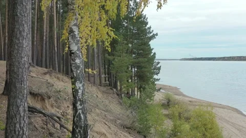 Green pine trees on the sandy shore Stock Footage 166897206