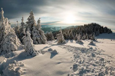 Green pine trees on snow covered Stock Photos