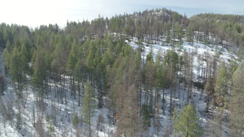 Green Pine Trees on snowy mountains Drone aerial slow motion Stock Footage 255053534