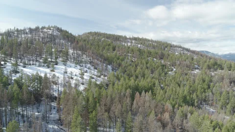 Green Pine Trees on snowy mountains Drone aerial pan out slow motion Stock Footage 255053568