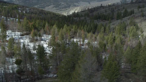 Green pine trees on snowy mountains drone slow motion pan up with mountains in Stock Footage 255053637