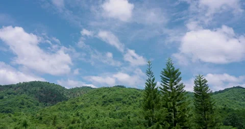 Green pine trees stand tall beneath soft cloudy sky with scenic mountain Stock Footage 312430210