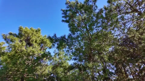 Green Pine Trees Standing Against Clear Blue Sky Stock-Footage 342425357