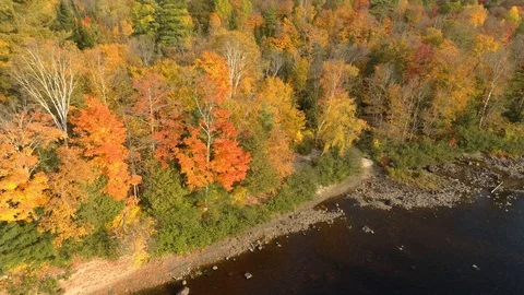Green pine trees staying alive next to orange and red turning broadleaf Stock Footage 119212013