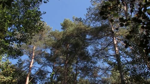 Green pine trees sway against the blue sky Video stock 80343114