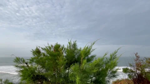 ​Green Pine Trees Swaying by the Rough Sea Under Cloudy Sky Stock Footage 340256379