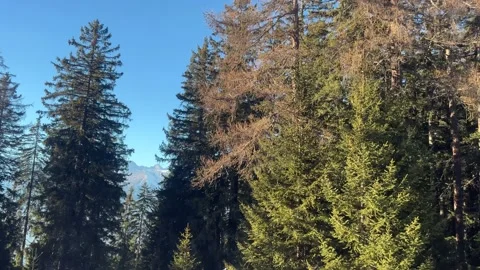 Green pine trees in winter Stock Footage 232382582