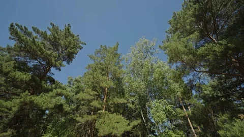 Green pine treetops looking up against clear bright blue sky Stock Footage 337389524