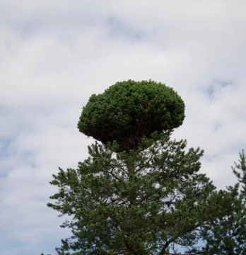 Green pine with an unusual tip on the background of clouds Stock Photos