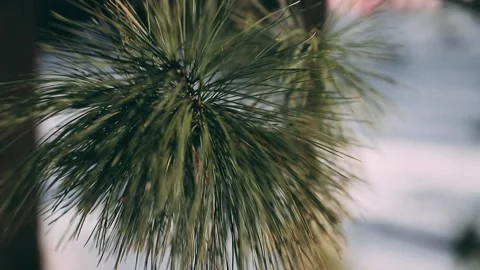 Green pine on a winter day. Cinematic frame Stock Footage 132902246