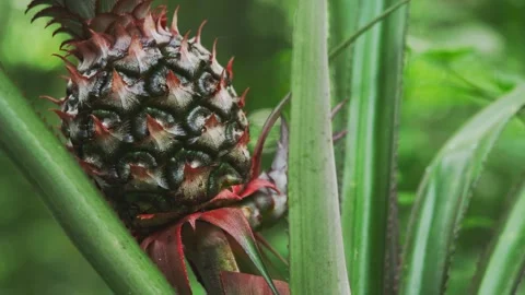 Green Pineapple Fruit Growing with Ants Crawling Close Up Stock-Footage 334274166