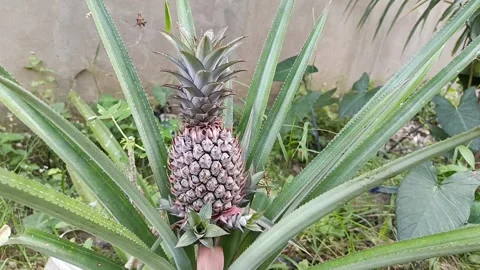 Green Pineapple Fruit Growing On Plant In Tropical Garden Stock Footage 339517697