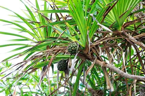 Green pineapple fruit on the tree Fotos de archivo
