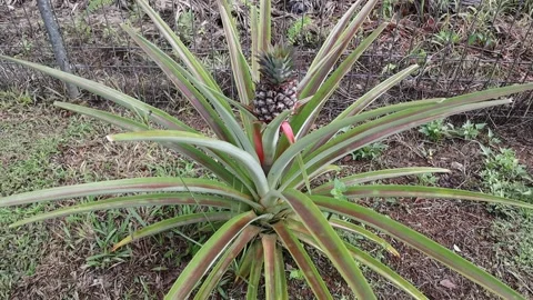 Green pineapple grown on a tree Stock Footage 170168354