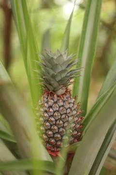 The green pineapple Stock Photos