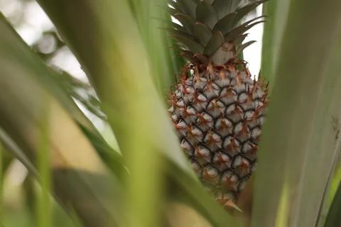 The green pineapple Stock Photos