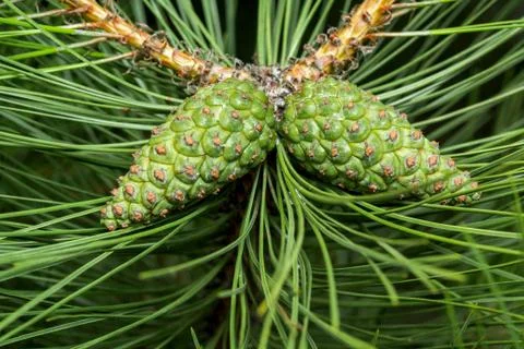 Green pinecone Stock Photos