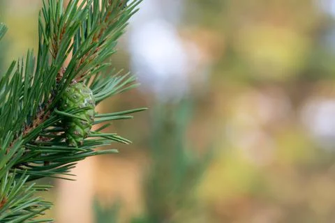 Green pinecone on pine branch Stock Photos