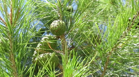 Green pinecones in branch Stock Footage 56164381