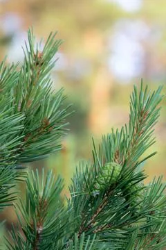 Green pinecones on pine branch Stock-Fotos