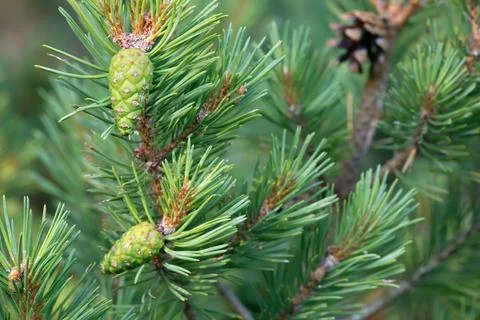 Green pinecones on pine branch Stock Photos