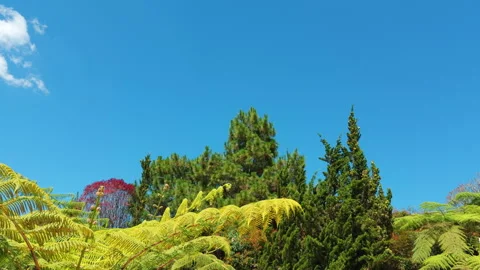 Green Pines and Red-Leafed Trees Swaying in the Wind Under a Blue Sky Stock Footage 299876048