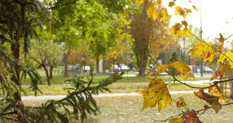 Green pines of evergreen tree next to a yellow and dry leaves of deciduous tree Stock Footage 256428616