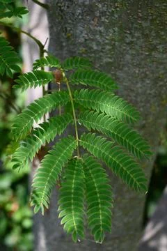Green pinnate compound leaves on tree trunk Stock-Fotos