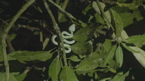 Green Pit Viper Coiled on Branch in Night Jungle Stock Footage 341908876