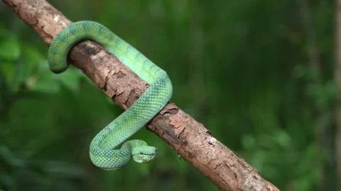 Green Pit Viper Curled Around a Branch With Head Suspended Below, Tropical Stock Footage 346313186