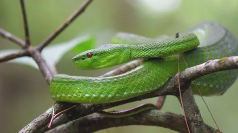 Green Pit Viper dangerous snake in Thailand and Southeast Asia. Stock Footage 130984241